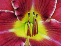 Daylily Hemerocallis