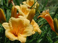 Stella D Oro Day Lily