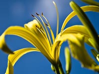 Daylily Seed Pod