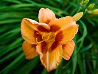 Daylily ~ Hemerocallis