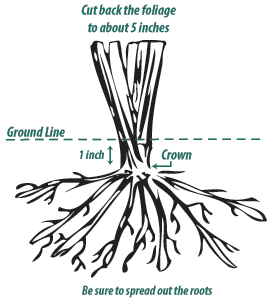 How to Plant a Daylily