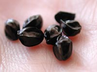 Daylily Seeds